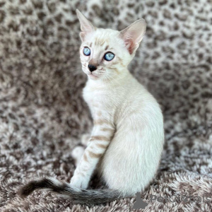 Zdjęcie №2 do zapowiedźy № 153230 na sprzedaż  kot bengalski - wkupić się Szwecja prywatne ogłoszenie