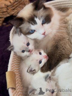 Zdjęcie №1. ragdoll - na sprzedaż w Roermond | negocjowane | Zapowiedź № 170646