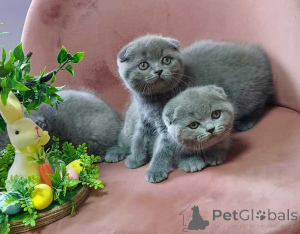 Zdjęcie №1. scottish fold - na sprzedaż w Antwerpia | Bezpłatny | Zapowiedź № 161604