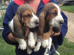 Zdjęcie №1. basset hound - na sprzedaż w Aalen | 2153zł | Zapowiedź №169412