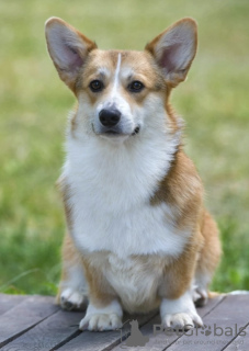 Dodatkowe zdjęcia: Szczeniak walijskiego corgi Pembroke