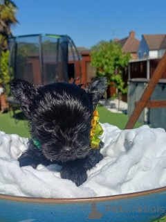 Zdjęcie №2 do zapowiedźy № 175715 na sprzedaż  yorkshire terrier - wkupić się Niemcy prywatne ogłoszenie