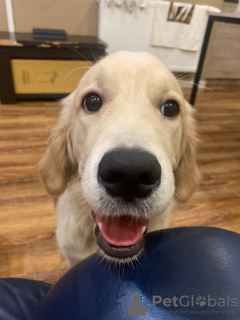 Zdjęcie №3. Golden Retriever 6 miesięcy. Gruzja