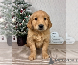 Zdjęcie №1. golden retriever - na sprzedaż w Aintree | negocjowane | Zapowiedź №161054