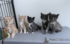 Zdjęcie №1. maine coon - na sprzedaż w Stolica Arrondisman de Brussels | Bezpłatny | Zapowiedź № 174368