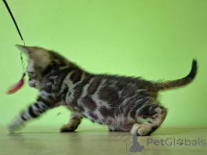 Zdjęcie №3. Bengalski mężczyzna. Polska