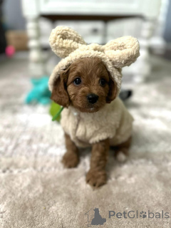 Zdjęcie №1. cavalier king charles spaniel - na sprzedaż w El Paso | negocjowane | Zapowiedź №154339