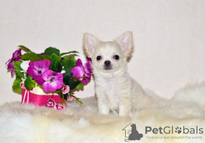 Zdjęcie №3. Chłopiec Chihuahua. Federacja Rosyjska