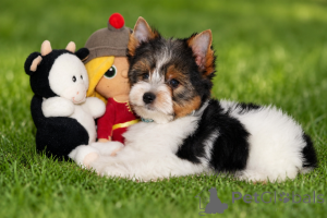 Zdjęcie №4. Sprzedam yorkshire terrier biewer w Balikesir. hodowca - cena - 1390zł