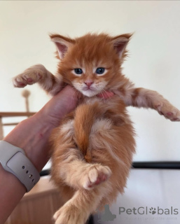 Zdjęcie №3. Maine Coon. Niemcy