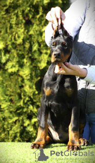 Dodatkowe zdjęcia: Doberman szczenięta na sprzedaż