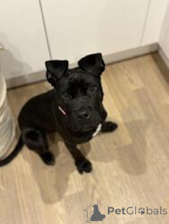 Zdjęcie №3. suczka cane corso. USA