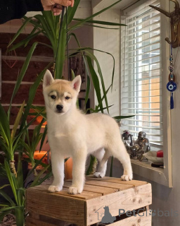 Zdjęcie №1. husky syberyjski - na sprzedaż w Gijón | Bezpłatny | Zapowiedź №145313