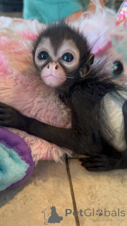 Zdjęcie №1. maine coon - na sprzedaż w Baienfurt | negocjowane | Zapowiedź № 161291