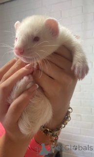 Zdjęcie №1.  - na sprzedaż w Dornbirn | 239zł | Zapowiedź № 143772