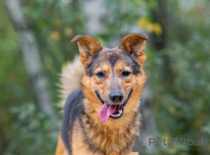 Zdjęcie №1. pies nierasowy - na sprzedaż w Rzeka Moskwa | Bezpłatny | Zapowiedź №156551