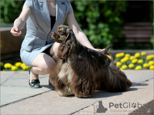 Zdjęcie №4. Sprzedam cocker spaniel amerykański w Samara. prywatne ogłoszenie - cena - 3025zł