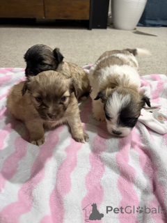 Zdjęcie №3. Malteser-Shih-Tzu-Welpen zu verkaufen.. Niemcy