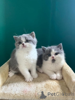 Zdjęcie №1. kot brytyjski długowłosy - na sprzedaż w Baden-Baden | negocjowane | Zapowiedź № 162299