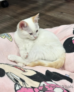 Zdjęcie №2 do zapowiedźy № 150626 na sprzedaż  kot domowy - wkupić się Niemcy ze schronu, hodowca