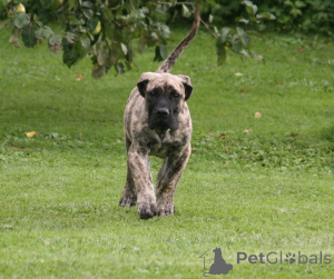Zdjęcie №2 do zapowiedźy № 174799 na sprzedaż  dog kanaryjski - wkupić się Łotwa hodowca