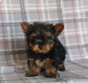 Zdjęcie №1. yorkshire terrier - na sprzedaż w Larnaca | 2511zł | Zapowiedź №103928