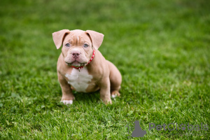 Zdjęcie №4. Sprzedam american bully w Sarajevo.  - cena - negocjowane