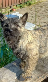Zdjęcie №2 do zapowiedźy № 156660 na sprzedaż  cairn terrier - wkupić się Serbia 