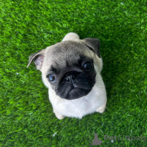 Zdjęcie №3. Pug Szczenięta gotowe do powrotu do domu. USA