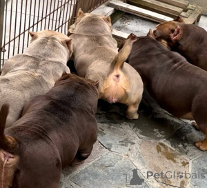 Zdjęcie №4. Sprzedam  w Bremen. prywatne ogłoszenie, hodowca - cena - 37312zł