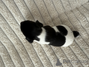 Zdjęcie №2 do zapowiedźy № 145995 na sprzedaż  jack russell terrier - wkupić się Gruzja hodowca