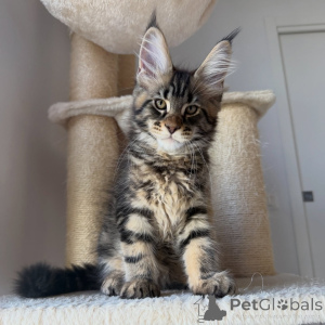 Zdjęcie №2 do zapowiedźy № 171097 na sprzedaż  maine coon - wkupić się Szwecja hodowca