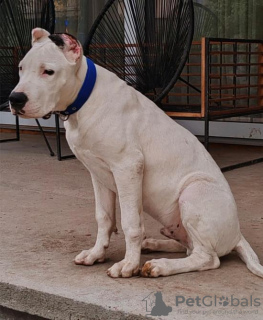 Dodatkowe zdjęcia: Dogo Argentino szczeniaki