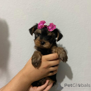 Zdjęcie №1. yorkshire terrier - na sprzedaż w Železná Ruda | 1435zł | Zapowiedź №174643