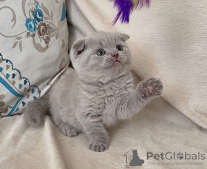 Zdjęcie №1. scottish fold - na sprzedaż w Miami | 792zł | Zapowiedź № 83554