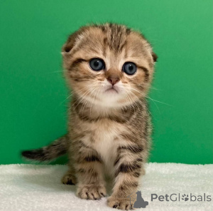 Zdjęcie №1. ragdoll - na sprzedaż w Białoruś | negocjowane | Zapowiedź № 156689