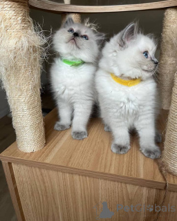 Zdjęcie №2 do zapowiedźy № 135776 na sprzedaż  ragdoll - wkupić się USA hodowca