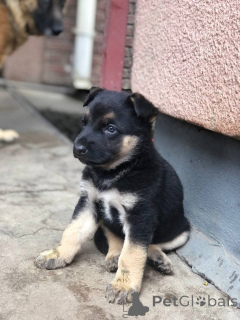 Zdjęcie №3. sprzedam szczeniaka owczarka australijskiego sprzedam szczeniaka owczarka. Australia