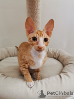 Zdjęcie №2 do zapowiedźy № 10703 na sprzedaż  kot cornish rex - wkupić się Białoruś od żłobka