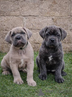 Zdjęcie №1. cane corso - na sprzedaż w Šid | negocjowane | Zapowiedź №163063