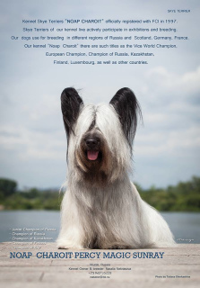 Zdjęcie №1. skye terrier - na sprzedaż w Санкт-Петербург | 1544zł | Zapowiedź №4553