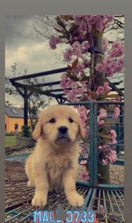 Zdjęcie №2 do zapowiedźy № 51094 na sprzedaż  golden retriever - wkupić się USA prywatne ogłoszenie