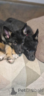 Zdjęcie №3. Deutscher Schäferhundwelpe zu verkaufen. Niemcy