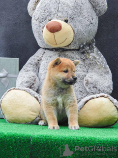 Dodatkowe zdjęcia: Szczenięta Shiba Inu