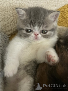 Zdjęcie №1. kot egzotyczny - na sprzedaż w Amsterdam | 2392zł | Zapowiedź № 160774