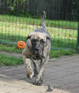 Zdjęcie №3. Szczenięta Dogo Canario. Łotwa