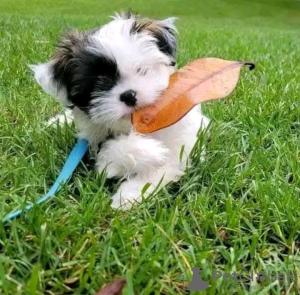 Zdjęcie №4. Sprzedam yorkshire terrier w Paryż. hodowca - cena - negocjowane