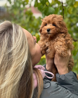 Zdjęcie №1. maltipu - na sprzedaż w Reykjavík | negocjowane | Zapowiedź №160071