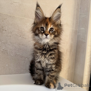 Zdjęcie №1. maine coon - na sprzedaż w Praga | negocjowane | Zapowiedź № 171099