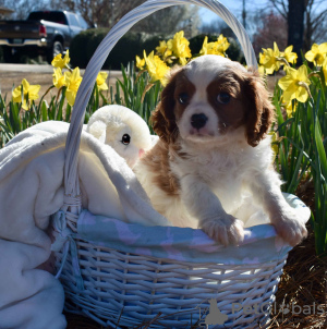 Zdjęcie №1. cavalier king charles spaniel - na sprzedaż w Berlin | 628zł | Zapowiedź №109280